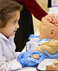 pre-k student holds sheep brain, compares to human brain