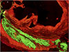 green and red image showing human-derived cardiac cells meshing with primate cells